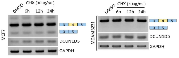 CHX를 처리하여 NMD를 억제시켰을 때 DCUN1D5의 RNA alternative splicing과 유전자 발현 비교