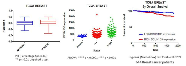 DCUN1D5의 RNA alternative splicing과 발현량 차이가 유방암 환자에 미치는 기능 확인