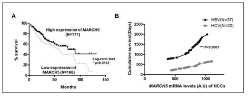 Analysis of MARCH5 expression in the liver specimens of HCC patients