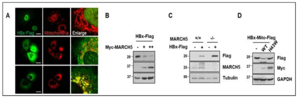 MARCH5 reduces the HBx protein level