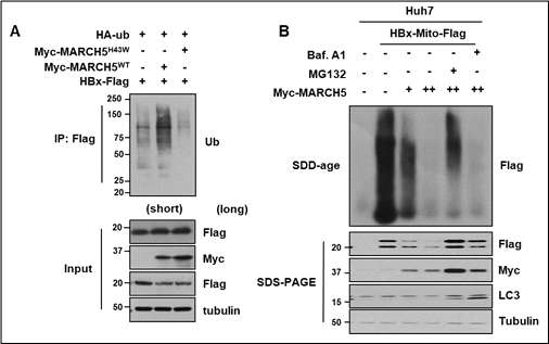 MARCH5 ubiquitinates and degrades mitochondriatargeted HBx in a proteasome -dependent manner