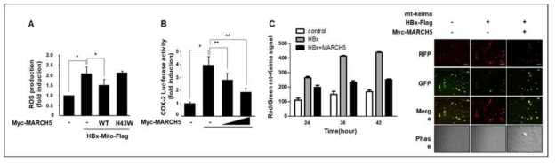 MARCH5 reduces HBx-induced ROS production and inflammatory signaling