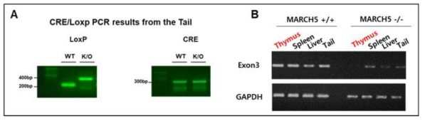 Genotyping of conditional March5 knockout mice