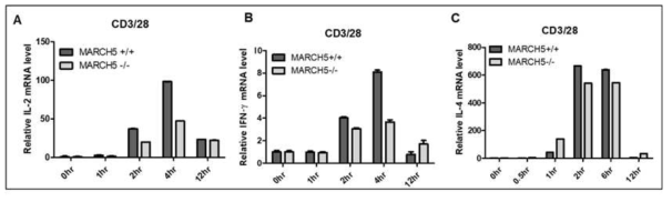Analysis of IL-2 and interferon-γ mRNA in CD4+ T cells of spleen