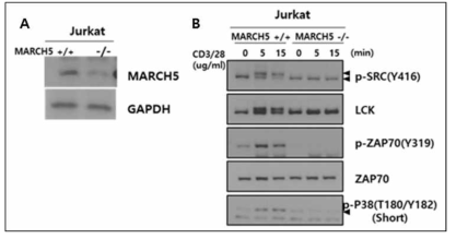 Analysis of TCR signaling