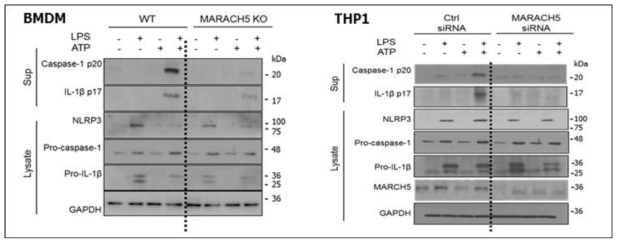 BMDM과 THP-1세포주에서 cleaved IL-1β와 cleaved caspase-1 조사