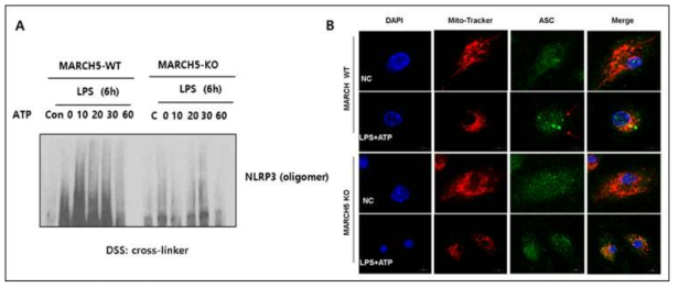 Oligomeization of NLRP3 and ASC