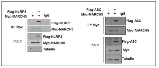 MARCH5 interacts with NLRP3 and ASC