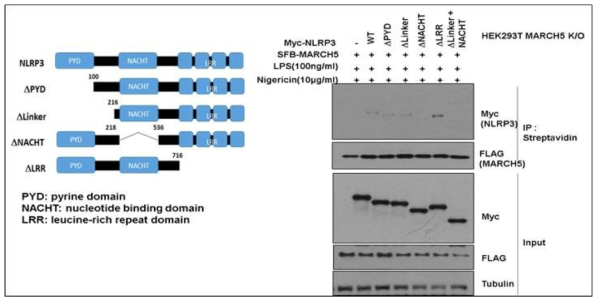 The NACHT domain of NLRP3 interacts with MARCH5