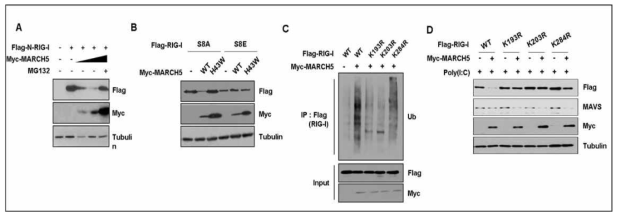 MARCH5 promotes the degradation of RIG-I oligomers in innate immunity