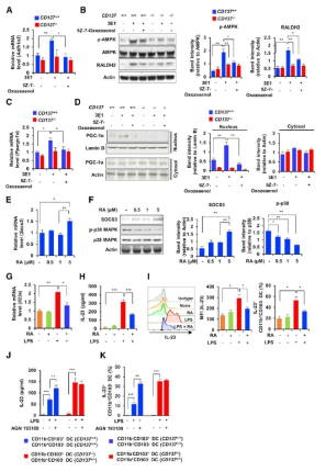 장의 CD11b-CD103+ DC에서 분비되는 retinoic acid는 인접한 CD11b+CD103- DC에 작용하여 IL-23 발현을 감소시킴