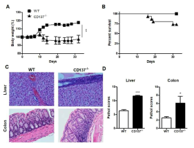 CD137-/- 숙주 생쥐에서 만성 GVHD 대신 급성 GVHD가 발생함