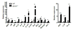 CD137-/- 숙주 생쥐의 비장의 CD8α+ DC1 (왼쪽 컬럼)과 CD11b+ DC2 (오른쪽 컬럼)에서 IFN-γ의 발현이 과도하게 증가함