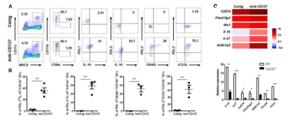 항-CD137 항체는 뚜렷한 표현형을 가지는 CD11b+ DC1을 증가시킴 (A, B). 비장의 DC2를 항-CD137 항체로 자극하면 면역조절 분자의 발현을 증가시킴 (C)