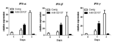 항-CD137 항체를 주사한 후 만성 GVHD 숙주 생쥐에서 일시적으로 인터페론 발현이 증가함