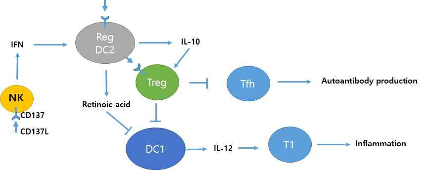 CD137 신호가 매개하는 면역조절 네트워크에 대한 모식도