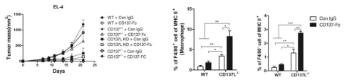 CD137L-/- 생쥐에서 종양의 성장이 억제되며 종양에서 대식세포의 증가와 상관관계가 있음