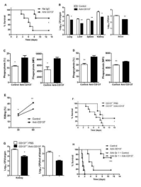 호중구의 CD137을 자극하면 C. albicans에 대한 포식작용과 진균살해능력이 증가하고 전신 감염에 대한 숙주의 저항성이 증가함