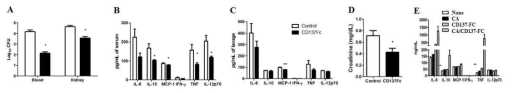 CD137L 신호를 차단하면 C. albicans 감염에 진균제거능이 증가하고 염증이 감소함 (A-D). 대식세포의 CD137L을 자극하면 IL-6와 TNF-α의 분비가 증가함