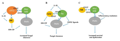 C. albicans 감염 후 신장에서 CD137-CD137L 상호작용의 세포네트워크를 보여주는 모식도