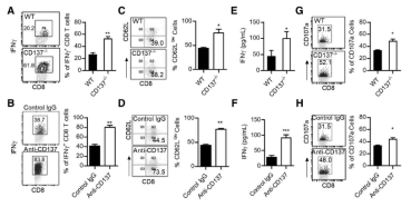 CD137-/- 혹은 항-CD137 항체를 투여 받은 생쥐의 종양에서 IFN-γ를 생산하는 CD8+ T 세포의 비율이 증가함. CT26 암세포를 피하에 접종한 14-16일 후에 종양을 회수하여 세포를 분리한 후 FACS를 분석함