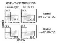 CD137L 신호는 pre-DC로부터 DC2의 분화를 촉진하지만 DC1 분화를 억제함