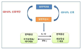 CD137L 신호 차단에 의한 항암효과 과정을 보여주는 모식도