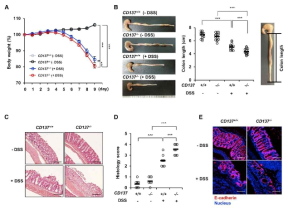 CD137-/- 생쥐에서 DSS에 의해 유도되는 장염이 악화됨