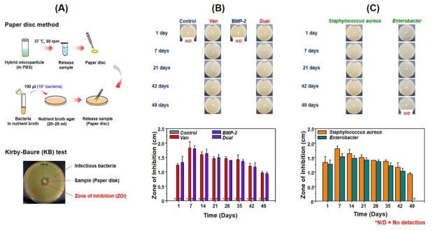 (A) KB test 실험과정 모식도, (B) MRSA를 이용한 KB test 결과 사진 및 ZOI, (C) MRSA와 Enterobacter 배지에서 Dual 군의 KB test 결과 사진 및 ZOI