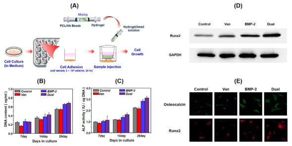 (A) In vitro cell culture 모식도, (B) DNA content, (C) hBMSCs의 골분화를 분석하기 위한 ALP 활성도, (D) 28일차 western blot 사진, (E) 28일차 hBMSCs의 immunofluorescence 사진 (Blue, cell nuclei; Green, osteocalcin; Red, Runx2)