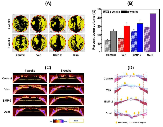 Micro-CT 및 histology (Masson’s trichrome staining)를 통해 관찰한 4주 및 8주 후의 골 재생능 분석. (A) bone surface, (B) percent bone volume, (C) bone density, (D) histology (Masson’s trichrome staining)