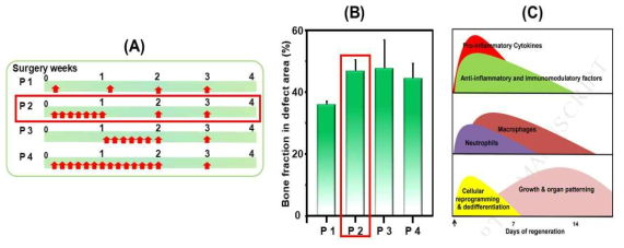(A) 초음파 자극 조건 (P1, 매주 1회; P2, 1주차 매일 1회, 이후 주 1회; P3, 2주차 매일 1회, 이후 주 1회; P4, 1주차, 2주차 매일 1회, 이후 주 1회; 매 초음파 조사 당 10분), (B) 초음파 자극 조건별 골 재생 면적 (4주 후), (C) 손상부위의 재생 과정에서 발생하는 재생 관련 인자 및 염증 관련 인자 profile [Ref. L. Anthony, et al, Develop. Compar. Immunol. 66, 98 (2017)]
