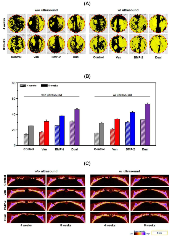 Micro-CT 분석을 통해 관찰한 4주 및 8주 후의 골 재생능 분석. (A) Bone surface, (B) Percent bone volume, (C) Bone density