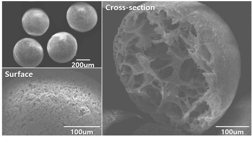 Polycaprolactone (PCL)/Hyaluronic acid (HA) 미립구 표면과 단면 형태 관찰 결과 (SEM)