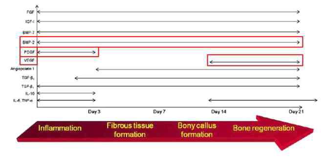골 재생 기간에 관여하는 세포조절인자의 방출 기간 모식도