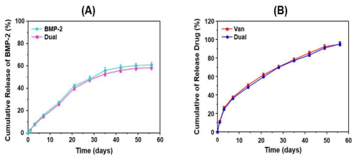 PCL/HA 하이브리드 미립구 주사제로부터 (A) BMP-2 방출거동 및 (B) vancomycin 방출거동