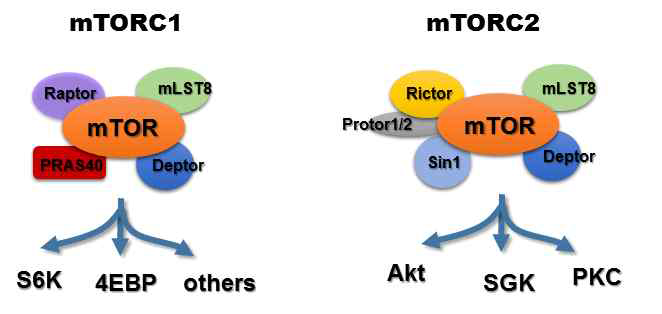 mTORC1과 mTORC2의 구조차이와 직간접적으로 관여하는 하위인자. mTORC1은 Raptor와 PRAS40을 가지는 반면, mTORC2는 Rictor와 Protor1/2, Sin1을 가진다. mTORC1은 S6K와 4EBP에 영향을 미치며, mTORC2는 Akt, PKC, SGK를 조절한다