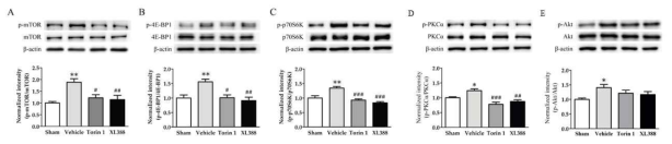Western blot을 이용한 mTOR 하위인자의 발현변화. 통증모델에서 증가한 하위인자의 변화는 Torin1과 XL388의 주입 후 감소하는 경향을 나타내었다