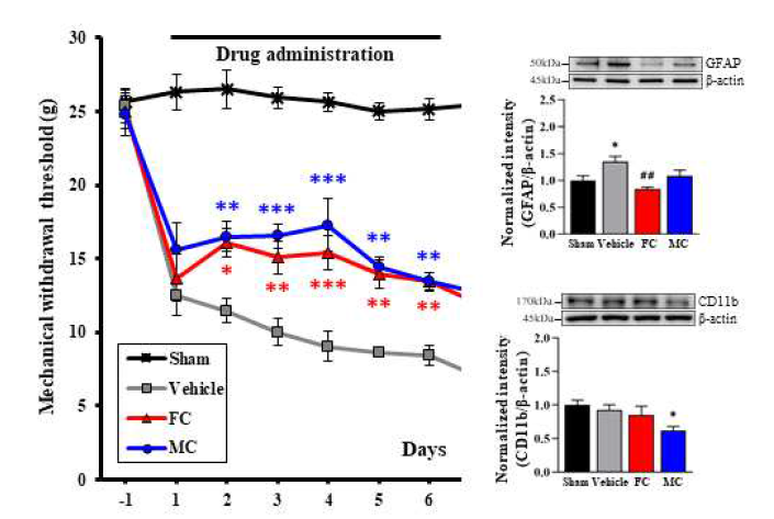 통증행동검사를 통한 약물의 효과검증. astrocyte와 microglia의 활성을 억제하기 위한 FC/MC 약물의 처리 이후 통증의 유발정도가 더디게 나타나고 있음을 확인 할 수 있다