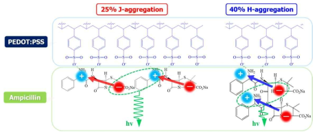 아민기를 포함한 항생제의 전기쌍극자 상호작용에 의해 발생된 J/H- Aggregated Exciton 발생