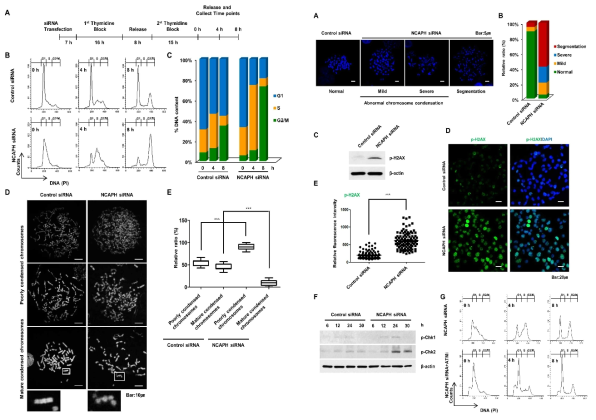 췌장암 특이적 유전자 조절이 췌장암 세포의 chromosome integrity에 미치는 영향 및 DNA damage에 미치는 영향 확인