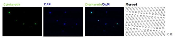 AsPC-1 세포주를 이용한 on-chip 면역 염색