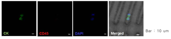 PANC-1 세포의 on-chip 면역 염색