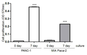 On-chip culture한 췌장암 세포주의 proliferation