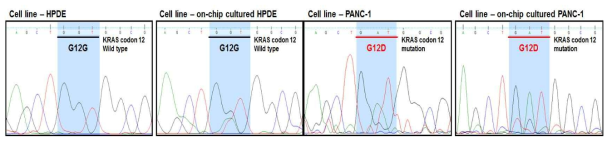 Gene sequencing을 통한 HPDE, PANC-1 세포의 KRAS codon 12번 mutation 확인