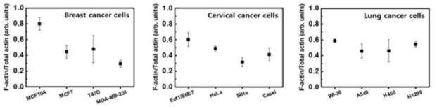 Western blot법을 통한 암종 별 비암세포와 암세포의 F-액틴 함량 정량분석