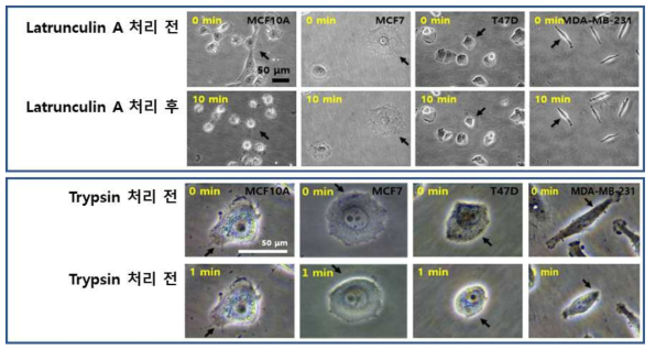 유방암계열에서 비전이성 일반세포와 전이성 암세포의 Latrunculin A, Trypsin 처리를 통한 세포 형태 변화