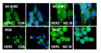 Nicotine은 cell surface에 발현하는 Her2/Neu receptor의 양을 늘림을 형광현미경으로 확인