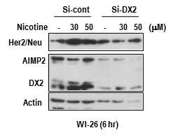 si-DX2 처리 시 Nicotine에 의해 유발되는 Her2/Neu 발현증가가 억제됨을 확인