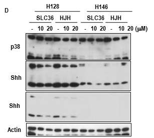 SLC36과 HJH1206에 의해 Shh 의 발현이 억제됨을 소세포 폐암 세포주에서 확인 할 수 있음